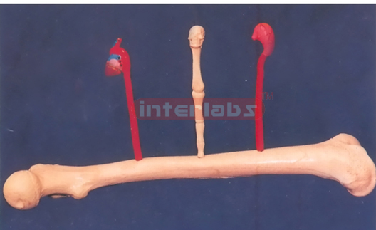 FEMUR BONE PEN HOLDER